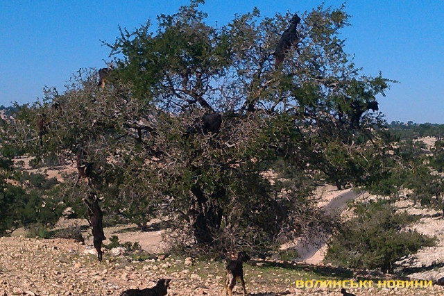дорога з Ессуейра в Агадир